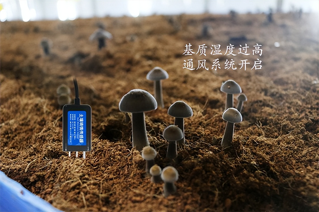 菌菇種植智能監(jiān)控系統(tǒng)，菌茹通風(fēng)系統(tǒng)