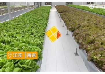 聚英智慧溫室控制系統(tǒng)，建設(shè)植物工廠，一年多茬