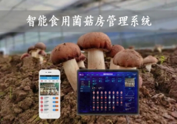  智能食用菌菇房管理系統(tǒng)，物聯(lián)網(wǎng)方案應(yīng)用，打造菌菇種植工廠