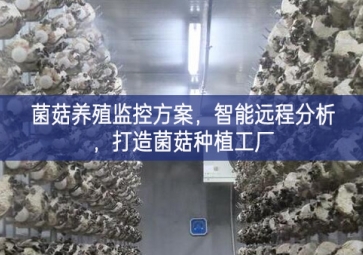 「智慧養(yǎng)殖」菌菇養(yǎng)殖監(jiān)控方案，智能遠(yuǎn)程分析，打造菌菇種植工廠